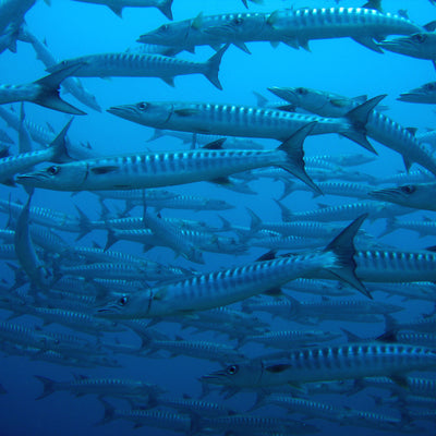 LIVEABOARD 4 days / 3 nights - Koh Bon, Tachai, Surin Islands & Richelieu Rock