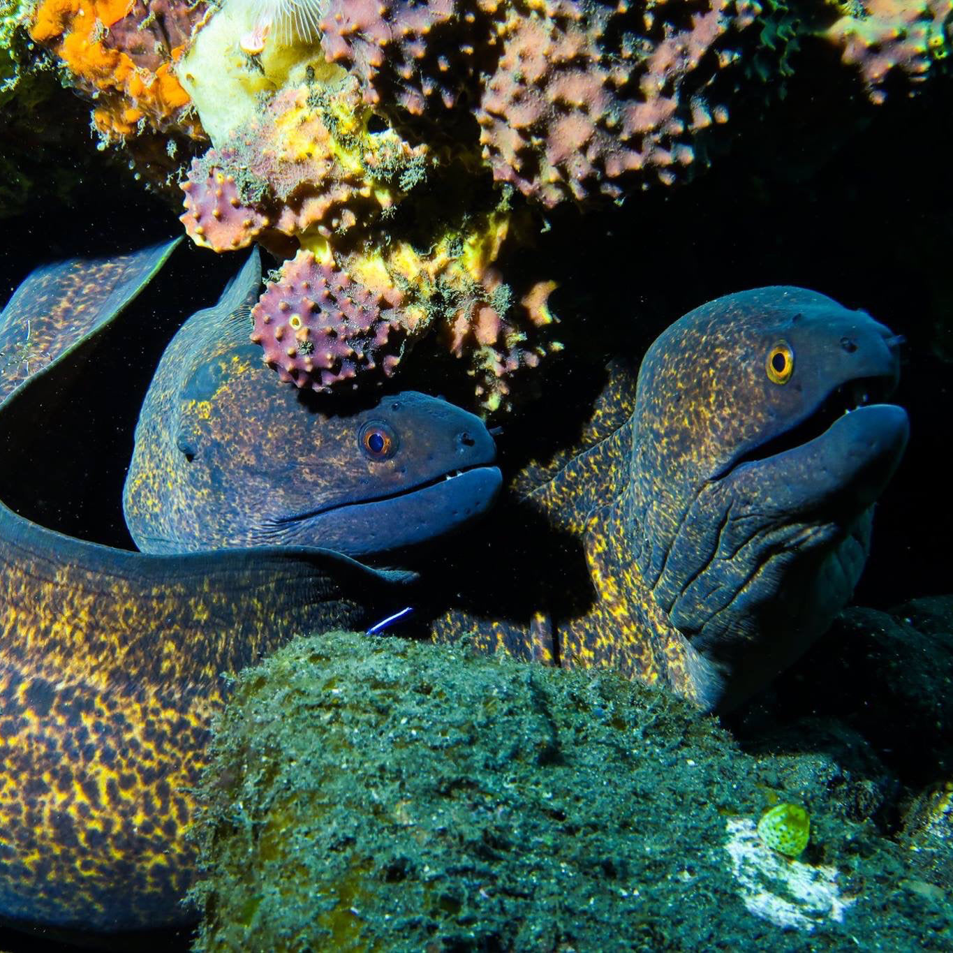 LIVEABOARD 11 days / 10 nights - Koh Haa, Hin Daeng & Hin Muang, Phi Phi, Similan, Koh Bon, Koh Tachai, Koh Surin & Richelieu Rock