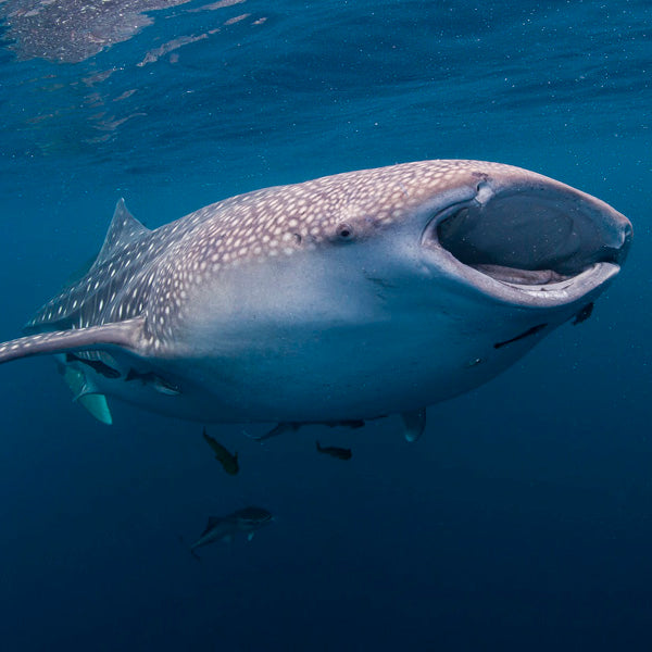 LIVEABOARD 7 days / 6 nights - Similan, Koh Bon, Koh Tachai, Koh Surin & Richelieu Rock